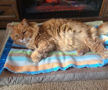 Califon Animal Hospital