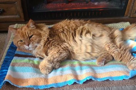 Califon Animal Hospital