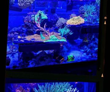 City Boy Corals & Aquarium servicing