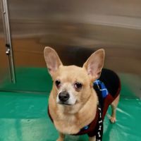 Lehigh Valley Animal Hospital ico
