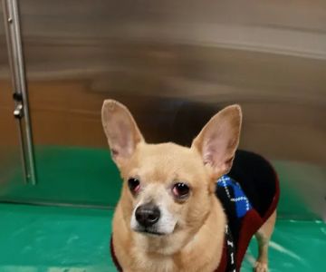 Lehigh Valley Animal Hospital