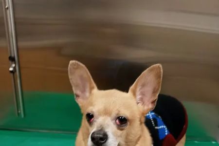 Lehigh Valley Animal Hospital