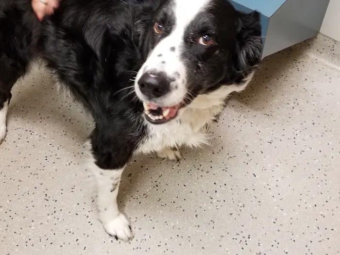Lehigh Valley Animal Hospital 12
