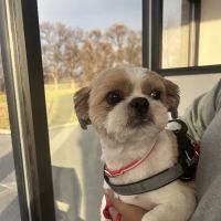 Rush Veterinary Urgent Care ico