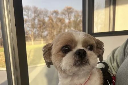 Rush Veterinary Urgent Care