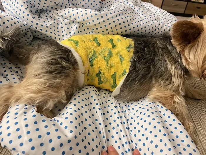 Rush Veterinary Urgent Care 12