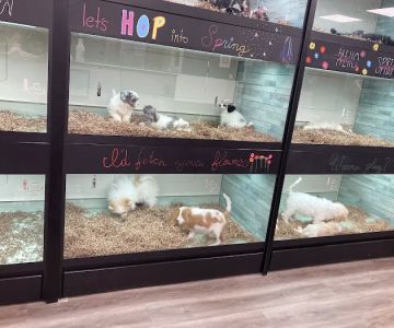 Puppy Dreams - Arlington