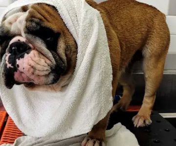 Petco
