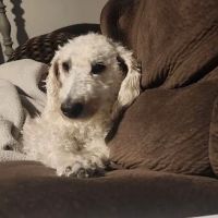 Orefield Veterinary Clinic ico