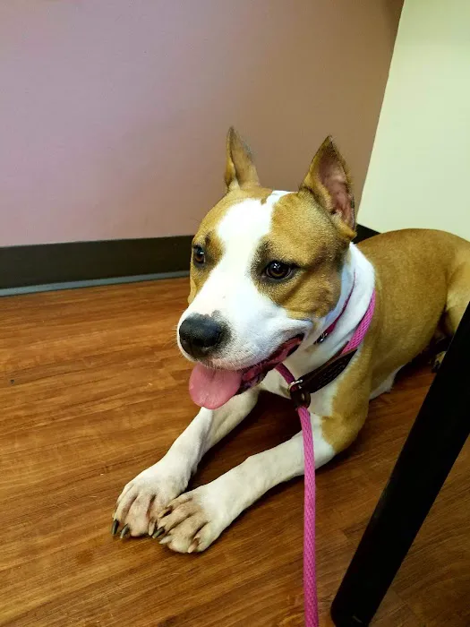 Orefield Veterinary Clinic 12