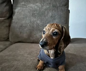 Pettito Bedford