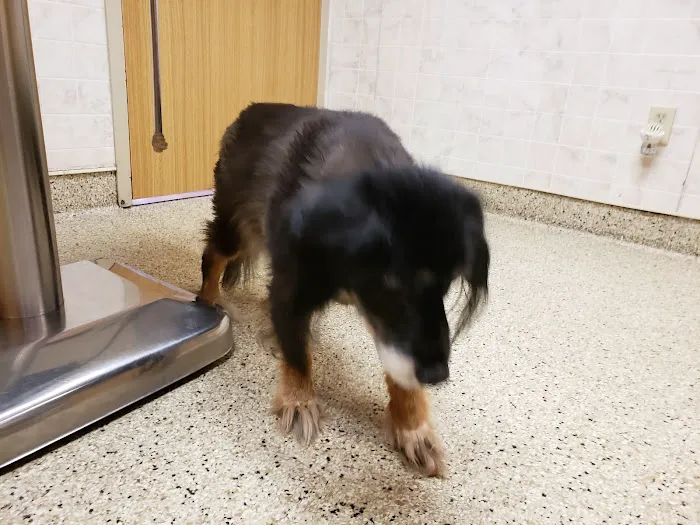 Stanglein Veterinary Clinic 12