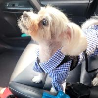 Stanglein Veterinary Clinic ico
