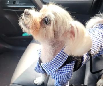Stanglein Veterinary Clinic