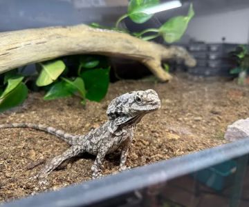 Tatom's Exotic Reptiles (Appointment Required)