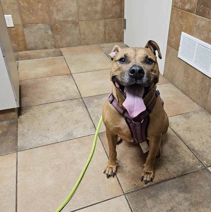 Albin Animal Hospital of Charleston 12