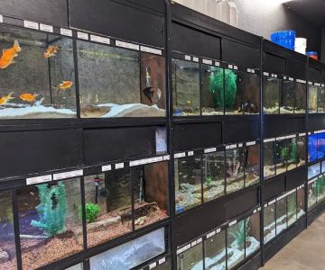 Glass Aquatics