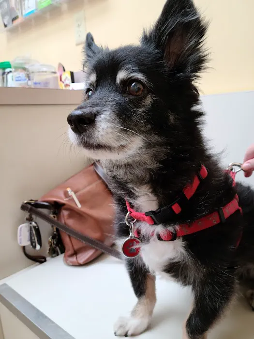 Animal Medical Center 12
