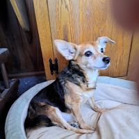 Crestline Veterinary Clinic Ltd ico
