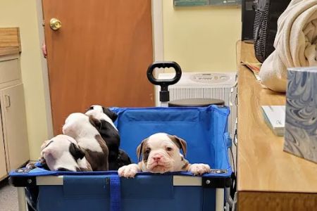 Fort Branch Veterinary Hospital
