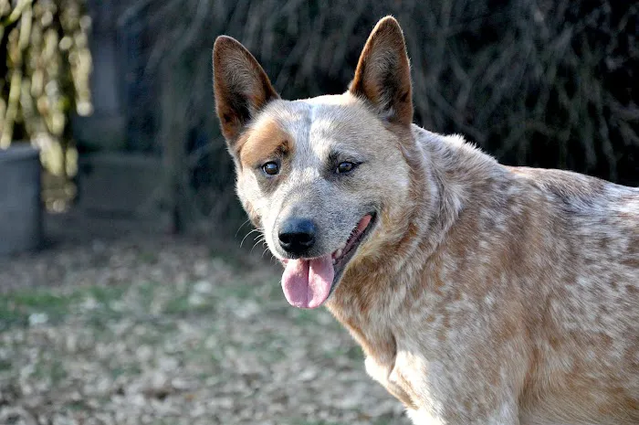 Fort Branch Veterinary Hospital 12