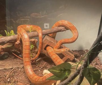 Calvary Exotics