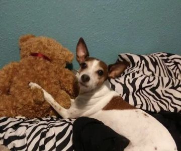 Epperson Veterinary Services