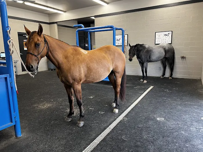 Stone Ridge Equine Care 12