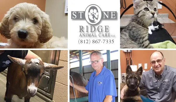 Stone Ridge Animal Care 12
