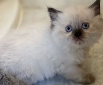 Persian Kittens Texas