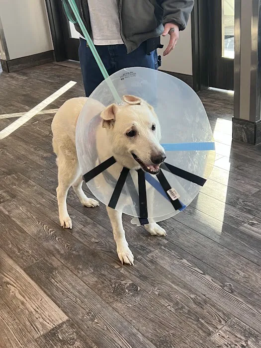 East Pines Animal Clinic 12