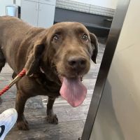 East Pines Animal Clinic ico