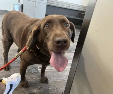 East Pines Animal Clinic