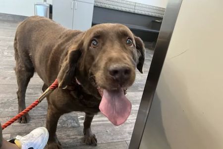 East Pines Animal Clinic