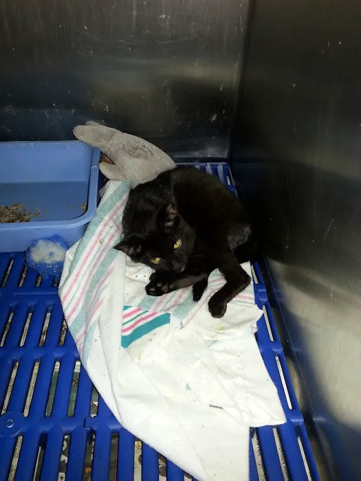 Greenwood Animal Hospital 12