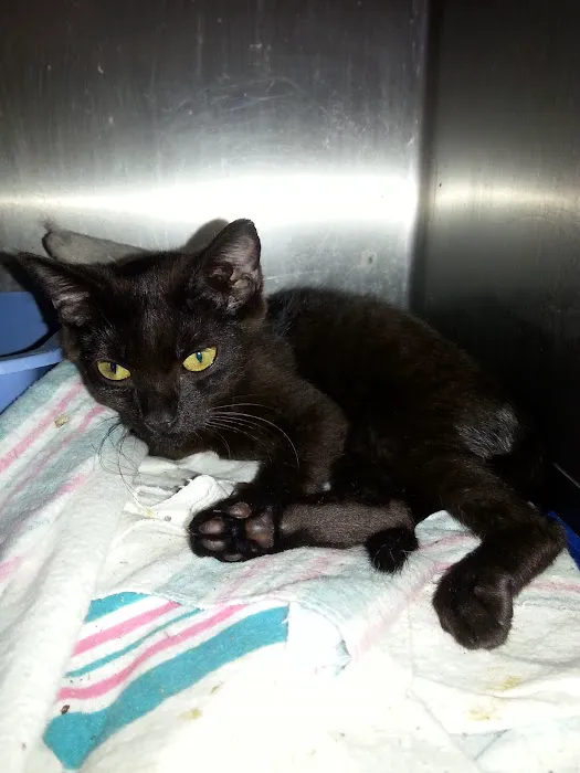 Greenwood Animal Hospital 12