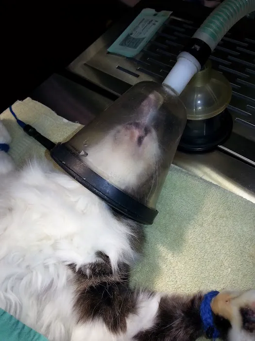 Greenwood Animal Hospital 12