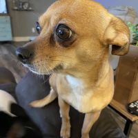 Warrick Veterinary Clinic - Boonville ico