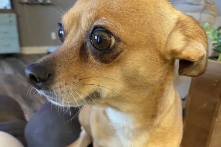 Warrick Veterinary Clinic - Boonville