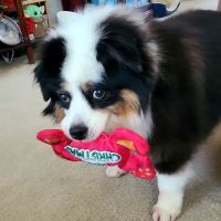 Northside Veterinary Clinic ico