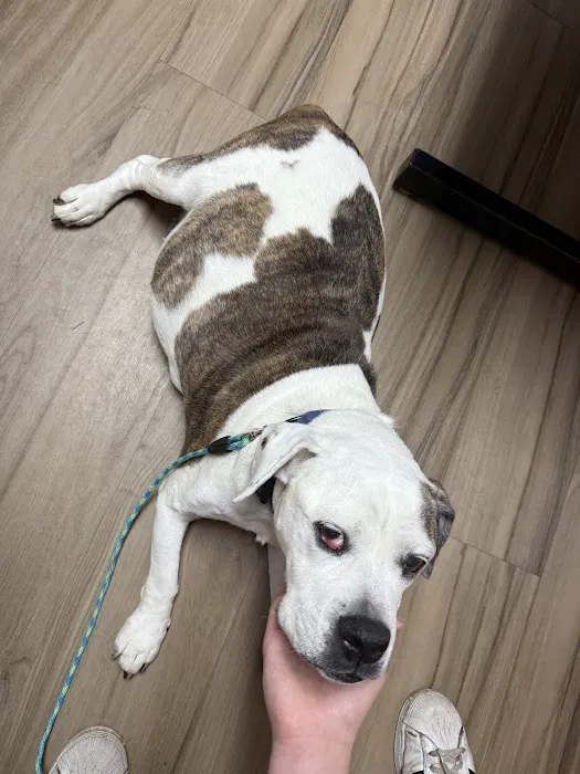 Northside Veterinary Clinic 12