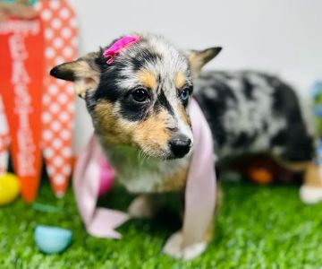 Puppy Dreams - Mansfield