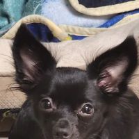 Veterinary Services ico