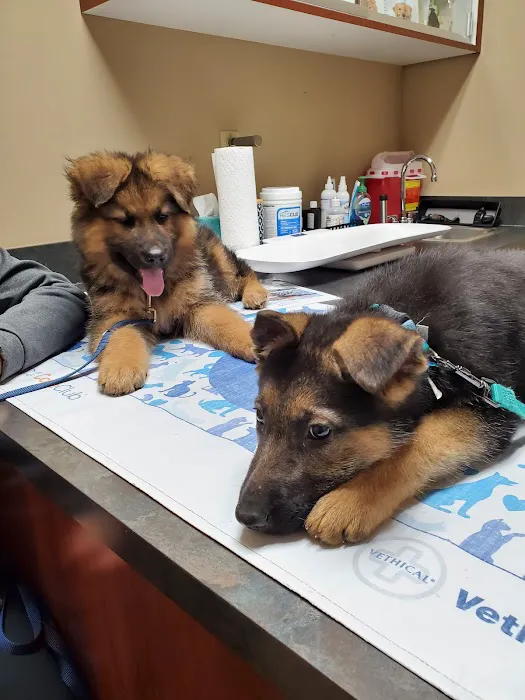 VCA Northwood Animal Hospital 12