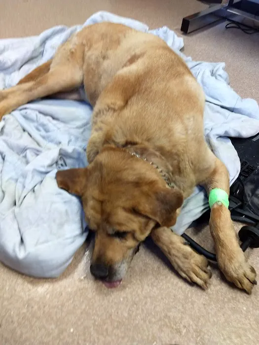 VCA Northwood Animal Hospital 12