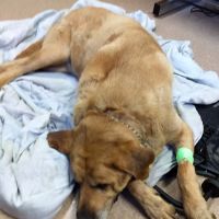 VCA Northwood Animal Hospital ico