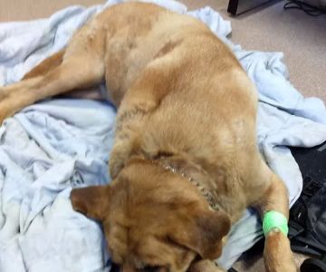 VCA Northwood Animal Hospital