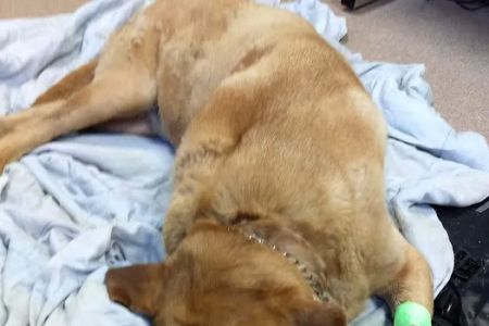 VCA Northwood Animal Hospital
