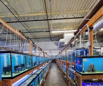 Texas Aquatics