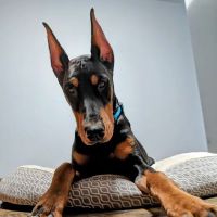 Midgarden Veterinary Clinic ico